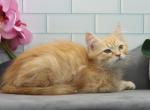 Thunder of RomanovCats - Siberian Kitten For Sale - Ashburn, VA, US