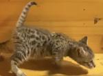 Panterra - Bengal Kitten For Sale - La Grange, KY, US