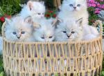 Neva Masquerade Siberian TICA registered kittens - Siberian Kitten For Sale - 