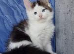 Pandora - Maine Coon Kitten For Sale - New York, NY, US
