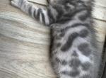 Astrology  Litter - Bengal Kitten For Sale - Lake Butler, FL, US