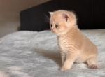 Puffy - British Shorthair Kitten For Sale - Fairfax, VA, US