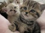 Portlands kittens - Scottish Fold Kitten For Sale - Tukwila, WA, US