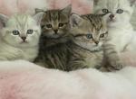 Portlands kittens - Scottish Fold Kitten For Sale - 