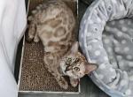 Snow Mink Bengal Price Drop - Bengal Kitten For Adoption - IL, US