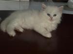 Bella - Persian Kitten For Sale - Tampa, FL, US