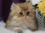 Fiona - British Shorthair Kitten For Sale - Hollywood, FL, US