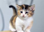 Umca - Munchkin Kitten For Sale - Norwalk, CT, US