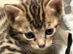 Sadie - Bengal Kitten For Sale - Concord, NH, US