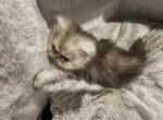 Persians - Persian Kitten For Sale - Simpsonville, SC, US