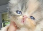 Cfa blue patched tabby and white - Persian Kitten For Sale - Woodburn, IN, US