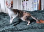 CAMILLE - Cornish Rex Kitten For Sale - 