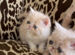 Exotic Shorthair Persians - Exotic Kitten For Sale - Brookfield, CT, US