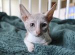 Red Collar Girl - Cornish Rex Kitten For Adoption - Culpeper, VA, US