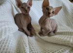 Poppie - Sphynx Kitten For Sale - Lake Geneva, WI, US