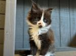 Adaline Maverick Litter - Maine Coon Kitten For Sale - OK, US