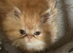 Red Male Persian Kittens Price Reduced - Persian Kitten For Sale - Harrisburg, PA, US