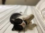 Domino - Exotic Kitten For Sale - Talco, TX, US