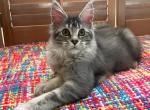 Mainecoon female Dolly - Maine Coon Kitten For Sale - 