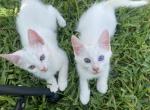 Sol & Blue - Khao Manee Kitten For Sale - 