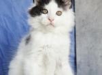 Picasso - Maine Coon Kitten For Sale - New York, NY, US