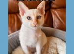 Butter Flame Point Boy - Tonkinese Kitten For Sale - Dallas, TX, US