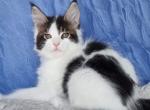 Patrisia - Maine Coon Kitten For Sale - New York, NY, US