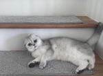 Scottish fold girl - Scottish Fold Cat For Sale - 