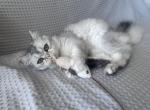 Scottish longhair giel - Scottish Straight Kitten For Sale - Minneapolis, MN, US