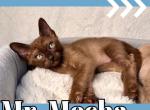 Mister Mocha Sable Boy - Burmese Kitten For Sale - Dallas, TX, US