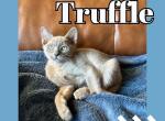 Truffle Blue Girl - Burmese Kitten For Sale - Dallas, TX, US