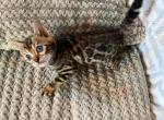 LACEY SPRING LITTER RESERVED - Bengal Kitten For Sale - Reading, PA, US