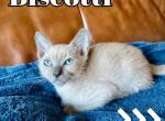 Biscotti Blue Boy - Burmese Kitten For Sale - Dallas, TX, US