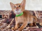 Maveric - Abyssinian Kitten For Sale - 