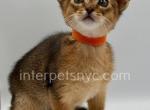 Yoga - Abyssinian Kitten For Sale - Brooklyn, NY, US