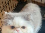 Cfa chocolate carrier stud - Persian Cat For Sale - Woodburn, IN, US