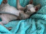 Hilton - Sphynx Kitten For Sale - Brooklyn, NY, US