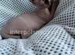 Harli - Sphynx Kitten For Sale - Brooklyn, NY, US