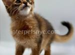 Winnie - Somali Kitten For Sale - Brooklyn, NY, US