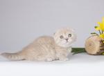 Lanin - Munchkin Kitten For Sale - Norwalk, CT, US