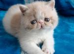Vanessa - Exotic Kitten For Sale - Norwalk, CT, US