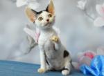 Larin - Devon Rex Kitten For Sale - Norwalk, CT, US