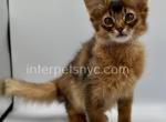 Wilson - Somali Kitten For Sale - Brooklyn, NY, US