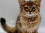 Walter - Somali Kitten For Sale - Brooklyn, NY, US