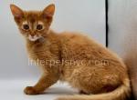 Victory - Somali Kitten For Sale - Brooklyn, NY, US