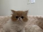 Persian kitties purebred - Persian Kitten For Sale - 