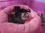 Peace and Mellow s Kids - Scottish Straight Kitten For Sale - NJ, US