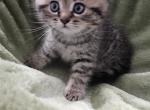 TYGER - Scottish Straight Kitten For Sale - NJ, US