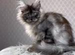 Tamerlan - Maine Coon Kitten For Sale - Miami, FL, US