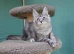 Infanta - Maine Coon Kitten For Sale - Virginia Beach, VA, US